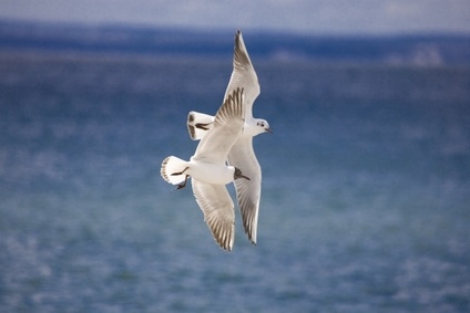 Gemeinsamer Flug