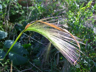 Foto von feinem Gras im Gegenlicht