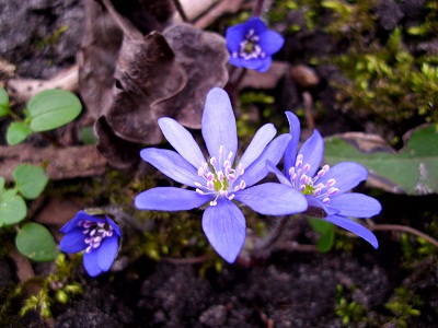 Leberblümchen