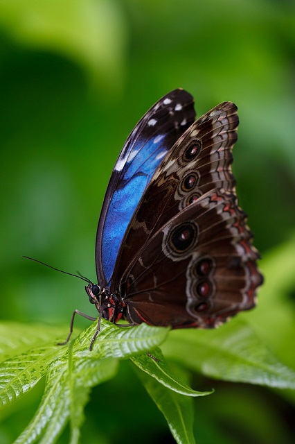 Blauer Schmetterling